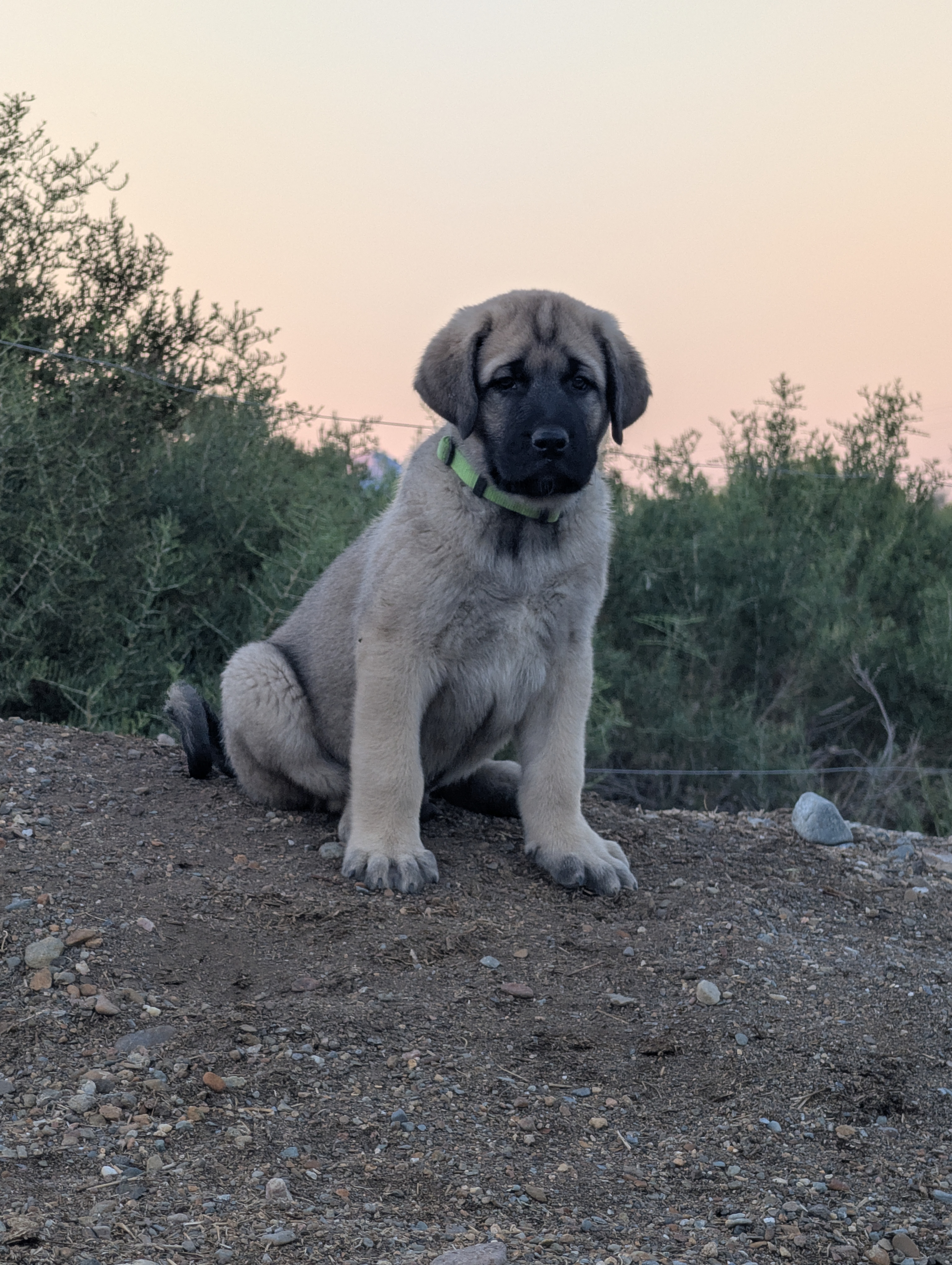 Anatolian Shepherd puppy