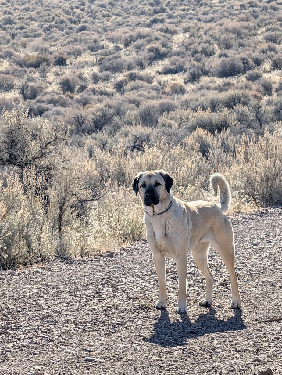 Astra, an AKC-pointed Anatolian Shepherd