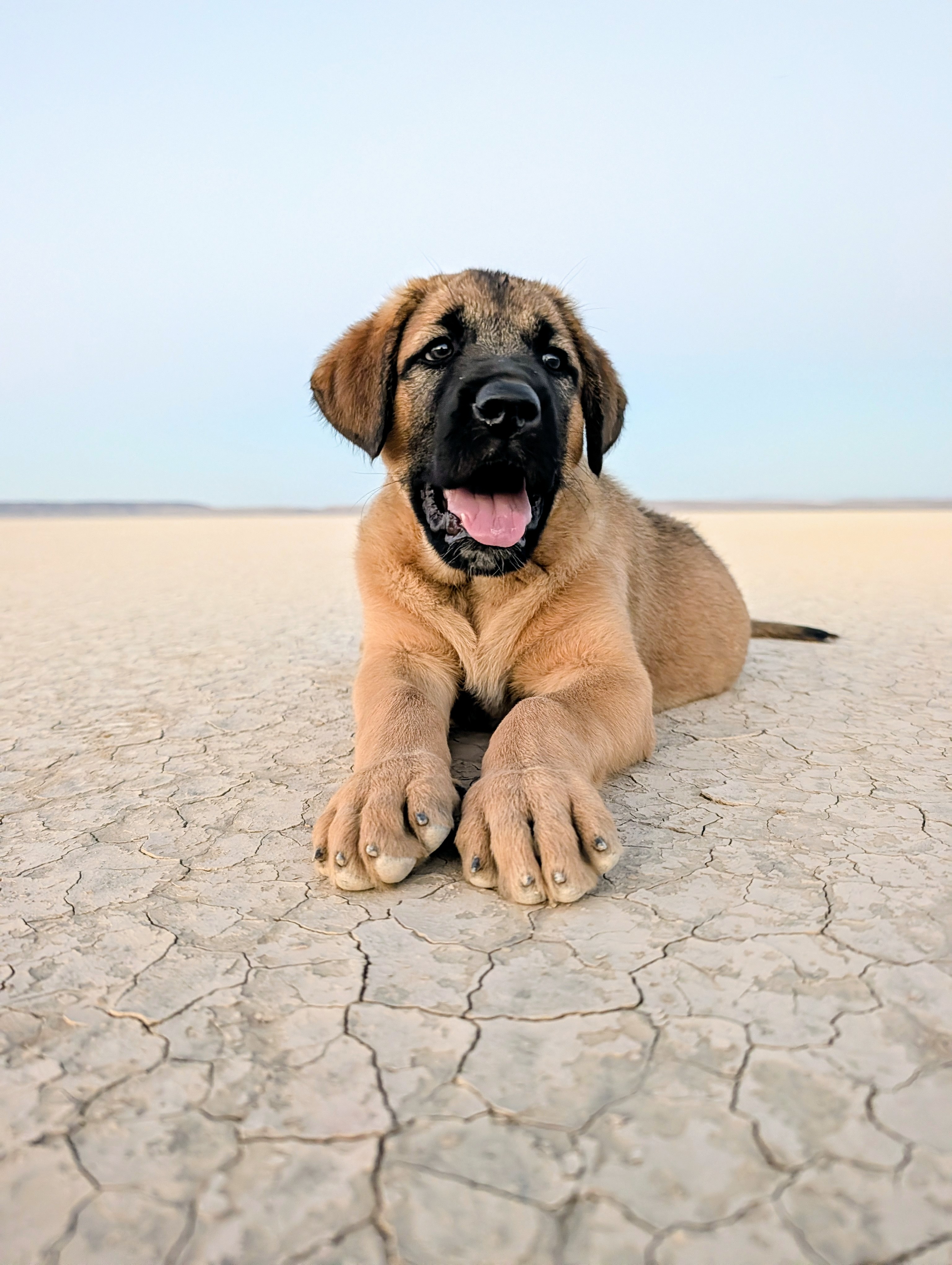 A puppy