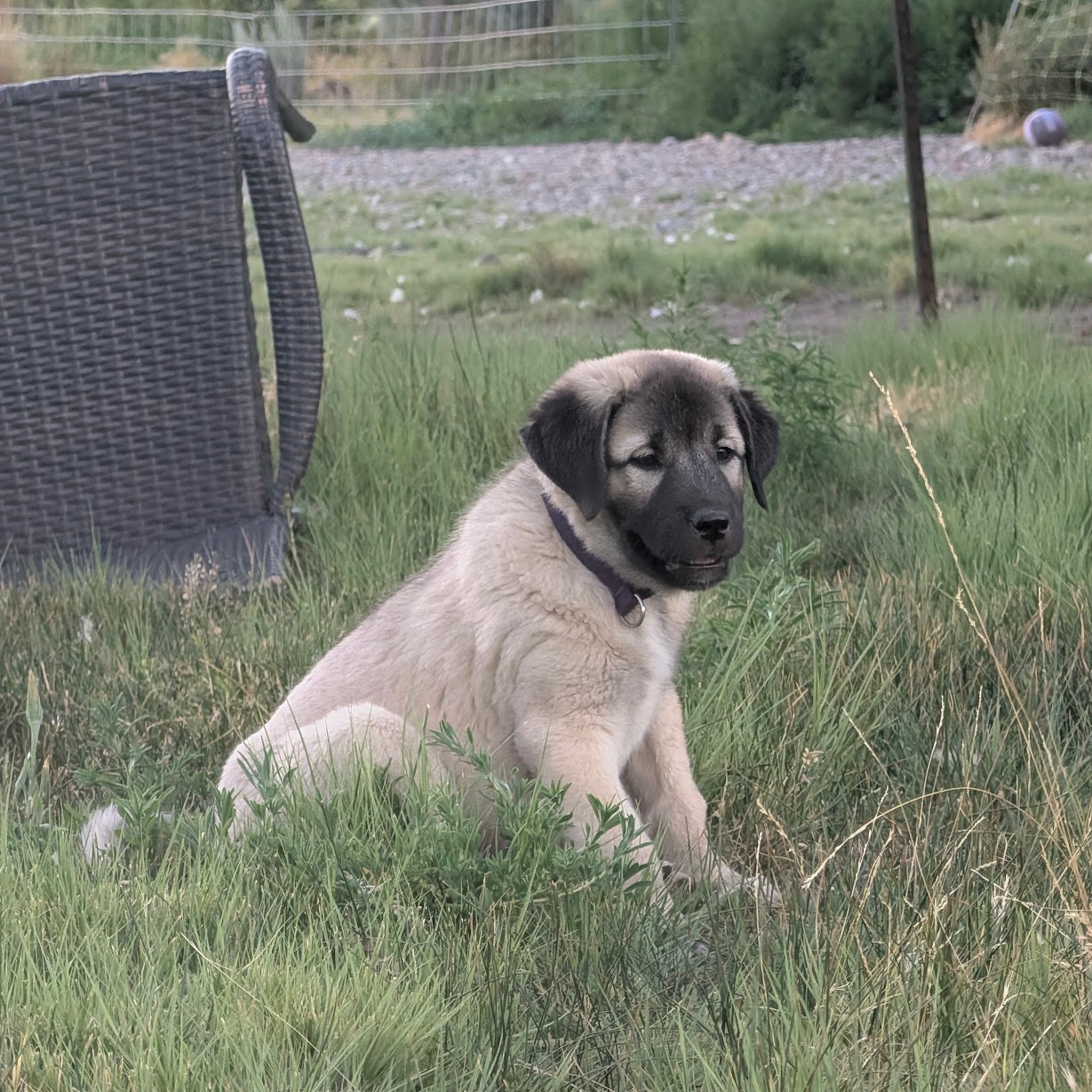 Anatolian Shepherd puppy
